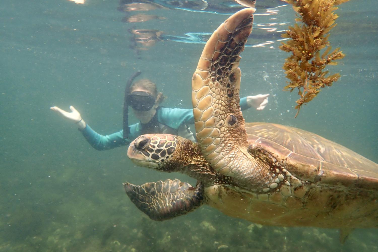 一名<a href='http://kked.ngskmc-eis.net'>博彩网址大全</a>学生在Galápagos群岛游学途中与一只巨龟游泳.
